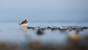 Калининградцам предложили пофотографировать птиц с пользой для науки