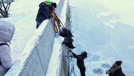 В Калининграде туристка из Ярославля помогла спасти собаку, застрявшую на льду Преголи (видео, фото)  