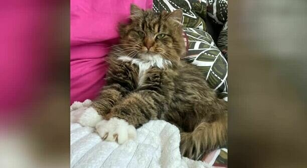 Кошка, спасённая с водонапорной башни в Гурьевском районе, нашла семью (фото)  