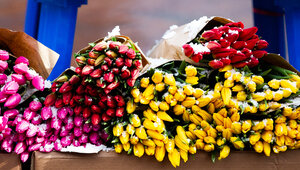 Калининградцы отправили 300 тыс. тюльпанов для москвичей к 14 февраля