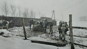 В фермерском хозяйстве под Калининградом, где коровы и лошади сутками паслись на морозе, побывали проверяющие  