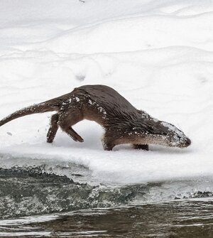 На Анграпе под Черняховском заметили охотящуюся выдру (фото) 