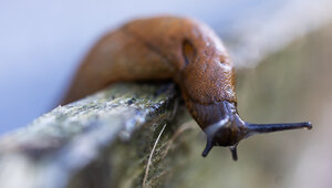 Снег для слизней — абсолютное благо: Калининградскую область весной ждёт нашествие моллюсков  