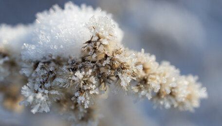 Морозы до −29 и снег к середине недели: какой будет погода в Калининградской области в ближайшие дни