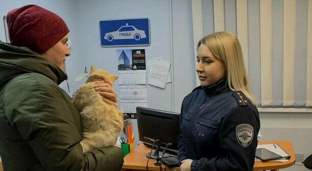 В Калининградской области домашний котёнок оказался на дороге в мороз и нашёл спасение в машине ГАИ