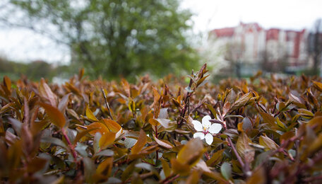 Метеоролог рассказал, какой будет весна в Калининграде и когда она придёт 