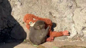 Звезда соцсетей из Японии: на осиротевшего макака Панти напал взрослый сородич (видео)