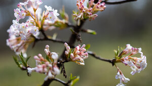 Слишком ранние почки лучше срезать: калининградский агроном рассказал, как ухаживать за садом во время оттепели  