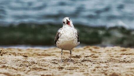 Усилится ветер и немного похолодает: погода в Калининградской области на первый день весны
