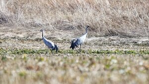 С приходом весны в Калининградскую область стали возвращаться серые журавли