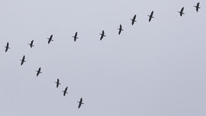 В Калининградскую область вернулись первые чибисы и гуси (фото, видео) 