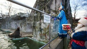 В Калининградском зоопарке под угрозой временного закрытия оказался вольер для ластоногих
