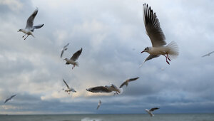 Калининградцев 2 марта ждёт первый весенний дождь
