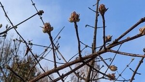 Что натворил в саду мороз: как искать проблемы и зачем делать «пробу ножом», рассказал калининградский агроном 