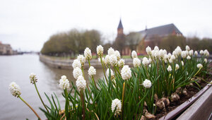 День прогреет, вечер подморозит: прогноз погоды в Калининграде и области на 5 марта