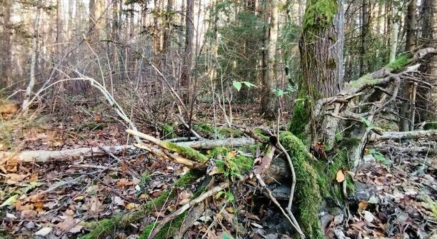 В Калининградской области многодетную семью послали за бесплатными дровами в лес  