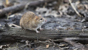 «Вот те раз, опять сюрприз — снова стало много крыс»: музыкальный дайджест калининградских новостей за неделю (видео)  