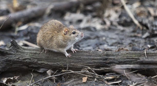 «Вот те раз, опять сюрприз — снова стало много крыс»: музыкальный дайджест калининградских новостей за неделю (видео)  