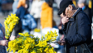 Скрытая угроза: врач рассказал, кому нельзя дарить мимозу