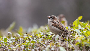 Туман и до −5°C ночью: прогноз погоды в Калининградской области на субботу