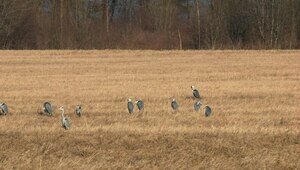Птичье трио на одном поле: под Куликово сняли стаи журавлей, цапель и лебедей-кликунов сразу (фото, видео)  