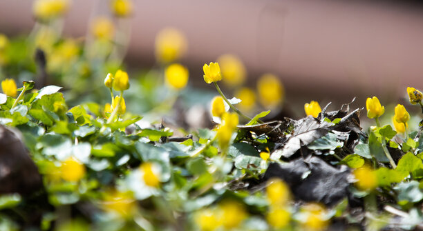 До +17 и первые грозы: синоптики рассказали, что ждёт Калининградскую область на следующей неделе