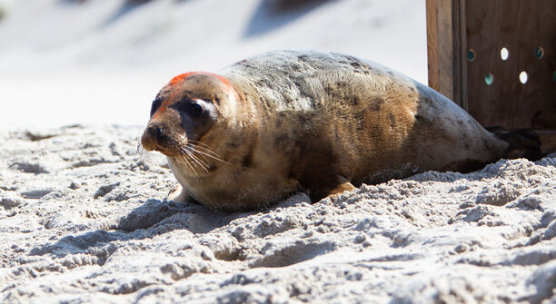 На побережье Калининградской области погибает примерно половина детёнышей серого тюленя — учёный