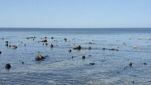 У берега Зеленоградска снова показался лес, ушедший под воду тысячу лет назад (фото)