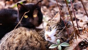 Весна пришла. Коты в курсе (фоторепортаж)  