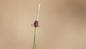В Калининградской области проснулись клещи: эксперты рассказали, когда ждать пик активности