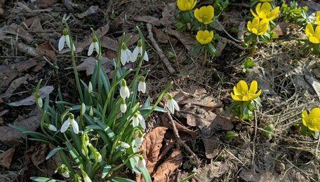 Весенняя кутерьма: в калининградском Ботаническом саду появились первые цветы (фото) 