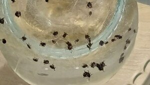 Жители Гурьевского округа после прогулок с собаками снимают с питомцев десятки клещей (фото)  