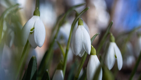 Подснежники можно, а ветреницу — нет: о чём нужно помнить калининградцам, чтобы не нарваться на штраф  