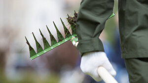 Когда высаживать рассаду в грунт: садовод назвал лучшие сроки