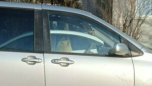 В Калининграде пёсик два часа просидел в оставленной на солнце машине (фото)  