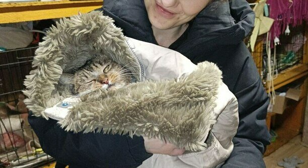 Гермиону захлопнули в подвале: калининградский приют во время морозов принимал в пять раз больше бездомных кошек (фото)  