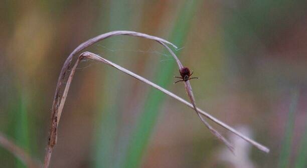 «У клещей дела в порядке, счёт на псинах — на десятки!»: музыкальный дайджест калининградских новостей за неделю (видео)  