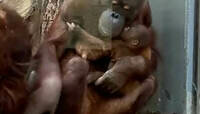 В Калининградском зоопарке у орангутанов Ноны и Антона родился детёныш (видео)
