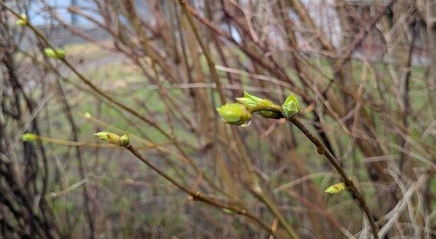 Промерзание почвы может быть и на пользу саду — калининградский агроном  