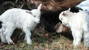 Котики, козы, кролики и альпаки: 5 мест в Калининграде, где можно пообщаться с животными