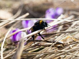 Фото дня: калининградский шмель уже устал от первых весенних хлопот
