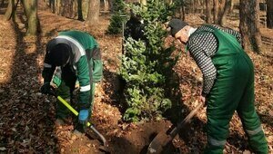 Новогодние пихты в Калининграде высадили из кадок на постоянное место (фото)  