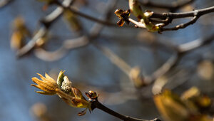 После самой холодной мартовской ночи: прогноз погоды в Калининграде и области на 19 марта