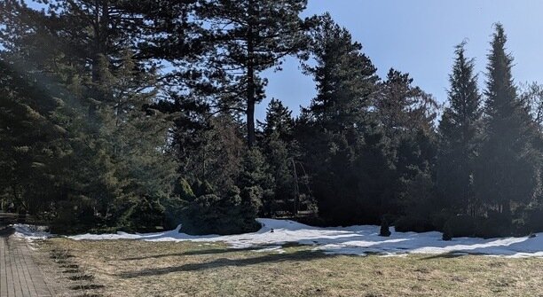 Плесень склеила траву: калининградский агроном рассказал, как понять, пережил ли ваш газон зиму