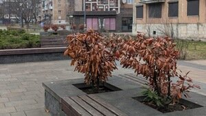 Специалисты разберутся: Елена Дятлова прокомментировала состояние декоративных кустарников на Рокоссовского (фото)  