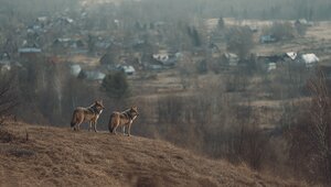 По старой памяти: эксперт рассказал, зачем в посёлок на Калининградском заливе наведались волки  