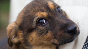 Учёные выяснили, что людям нравятся те же звуки, что и животным