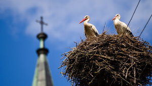 Война на Ближнем Востоке может сократить популяцию российских перелётных птиц — учёный