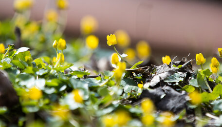 В Калининградской области к началу апреля может ощутимо похолодать — синоптики
