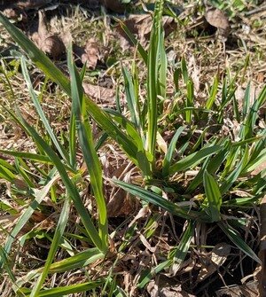 Скосить нельзя помиловать: как понять, что газон придётся пересеять, рассказал калининградский агроном  